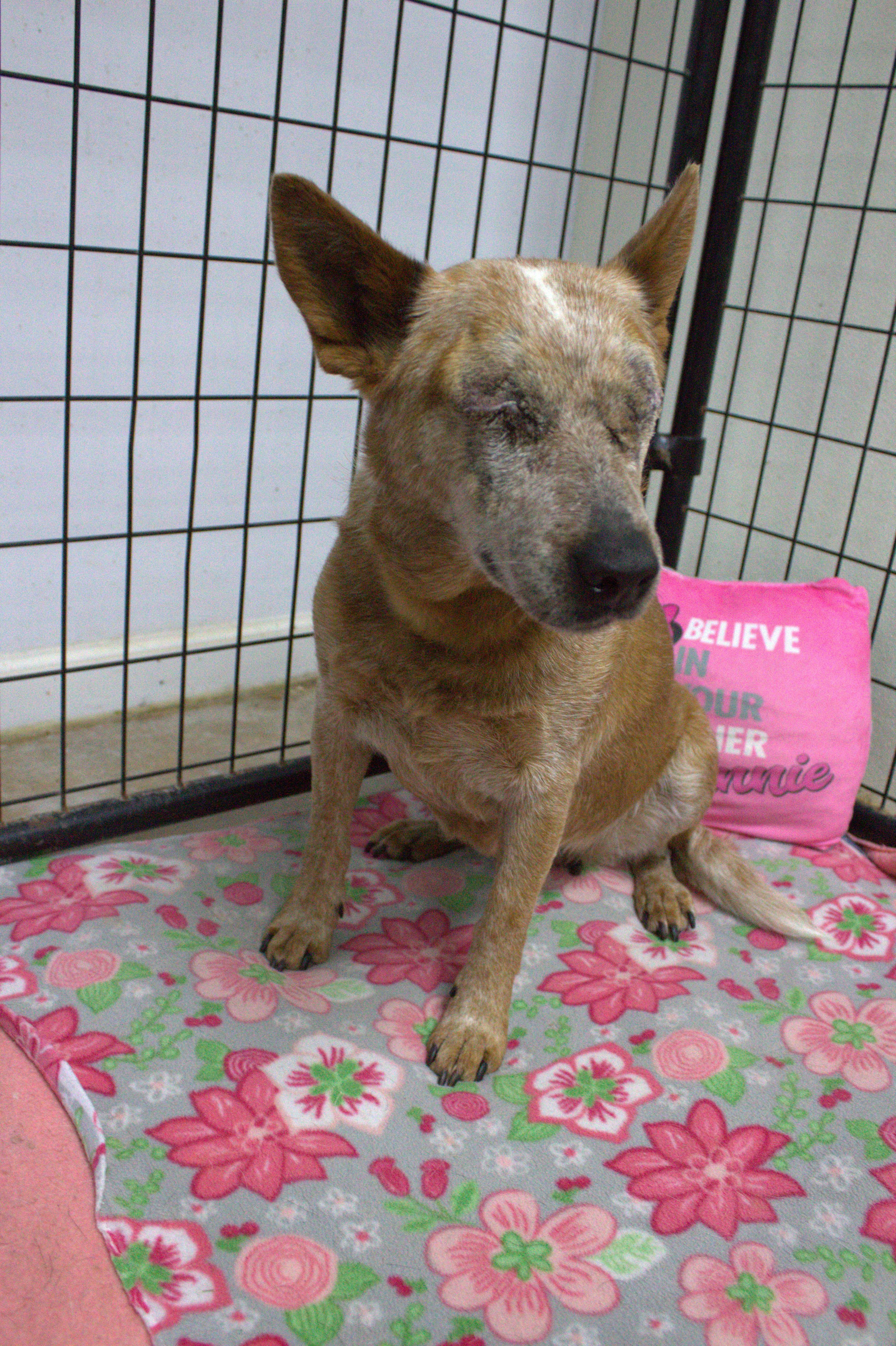 Helen (Adoption fee Sponsored), a Adoptable Cattle Dog in Neillsville, WI image 3/5