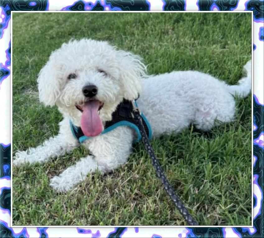 Enlarge Olaf - DC, a ADOPTABLE Bichon Frise in Washington, DC, DC image 2/3
