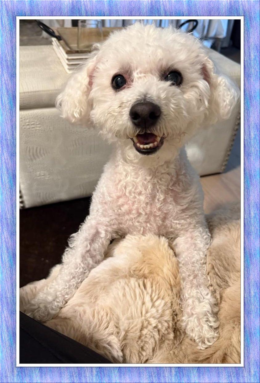 Enlarge Olaf - DC, a ADOPTABLE Bichon Frise in Washington, DC, DC image 3/3