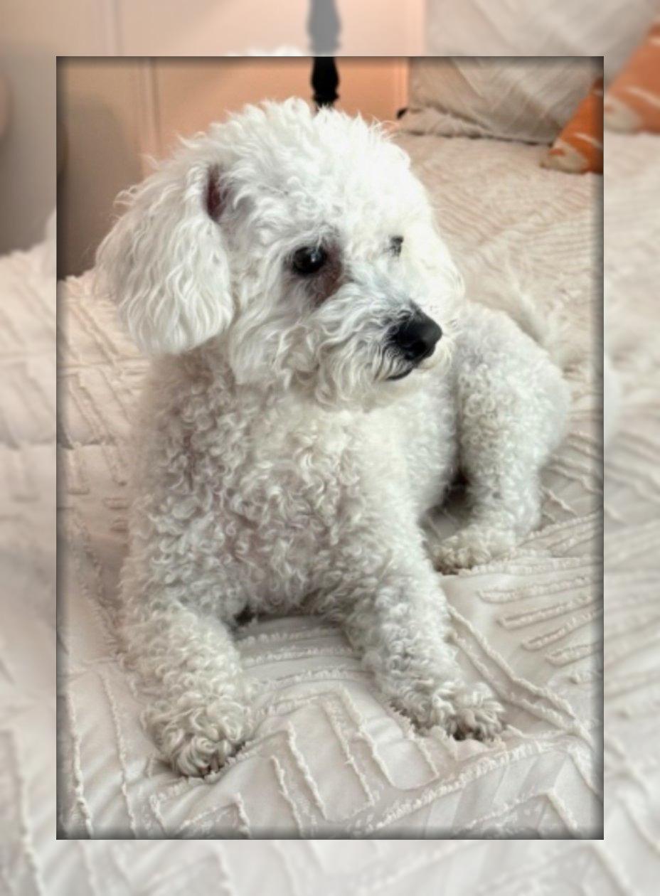Olaf - DC, ADOPTABLE, Adult Male Bichon Frise.