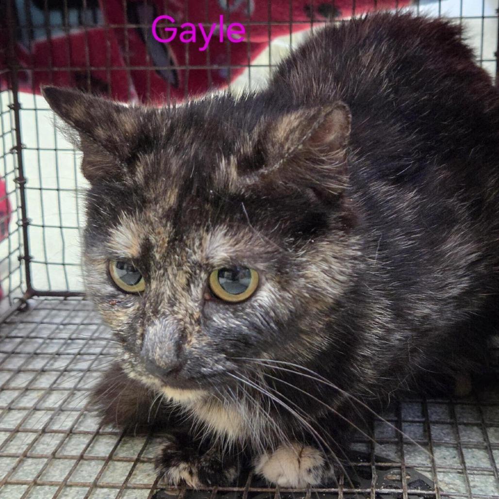 Gayle, Adoptable, Adult Female Domestic Short Hair.
