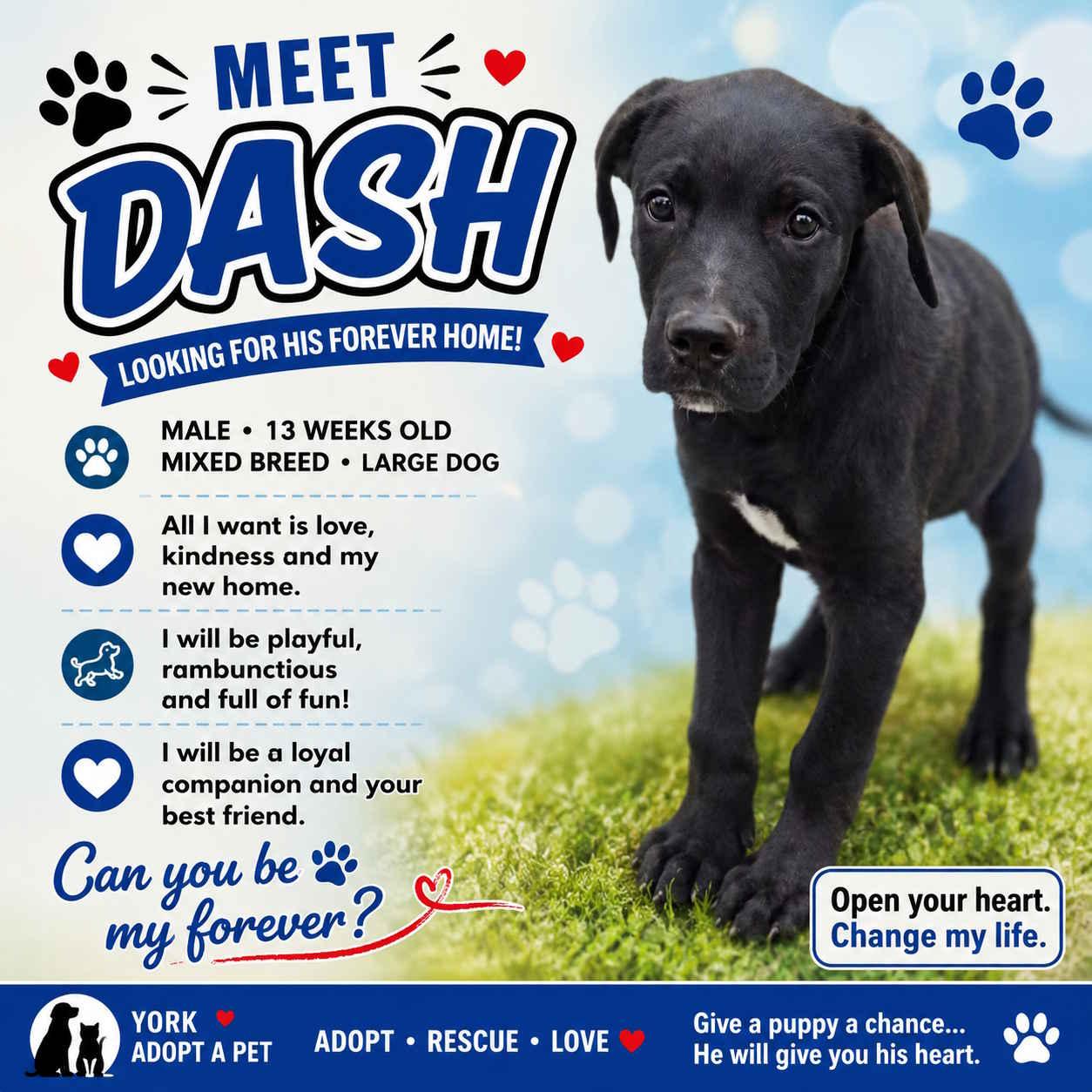 Enlarge Dash, an adopted Mixed Breed in York, NE image 1/1