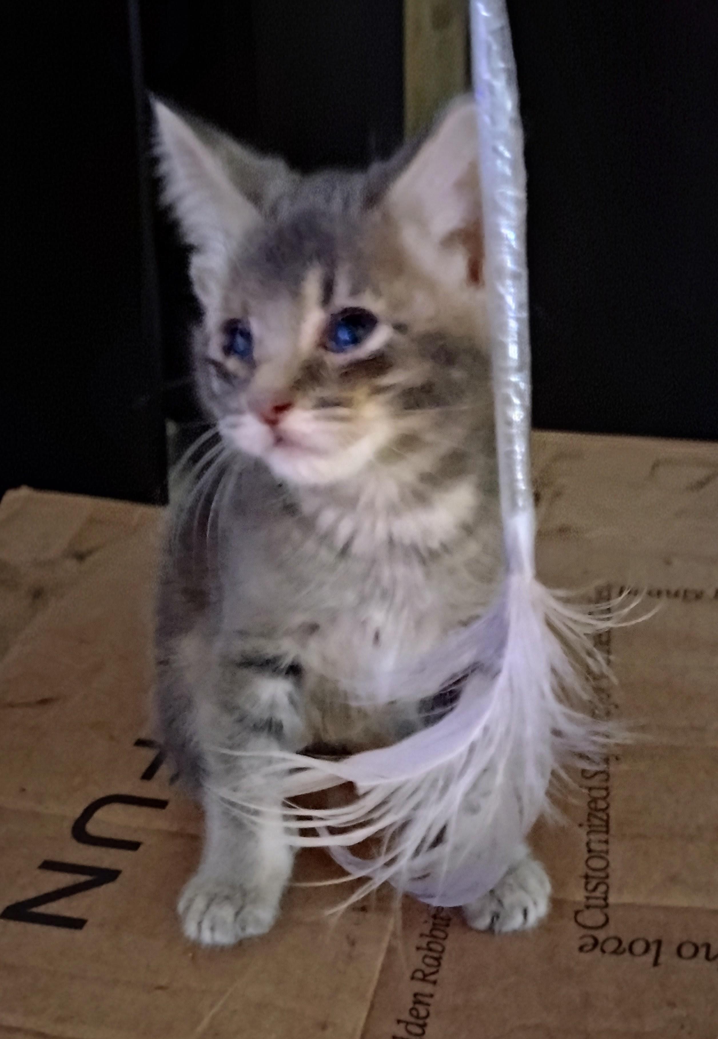 Max, a ADOPTABLE Domestic Short Hair in Woodland, CA image 3/6