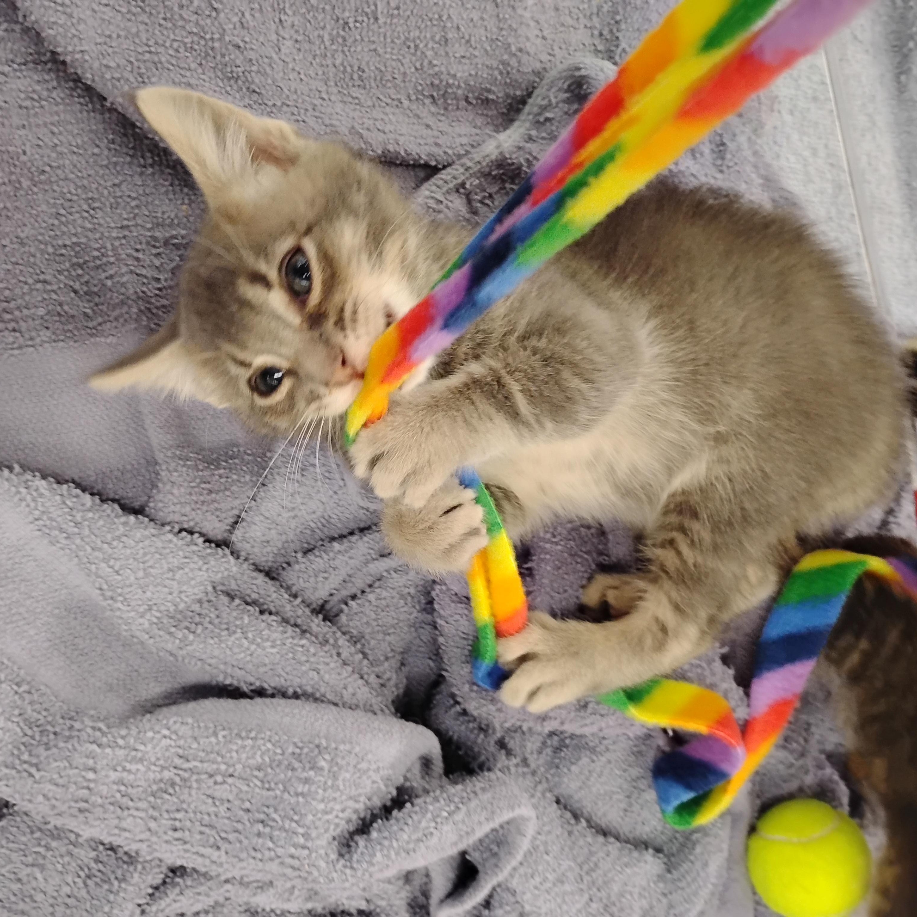 Max, a ADOPTABLE Domestic Short Hair in Woodland, CA image 6/6