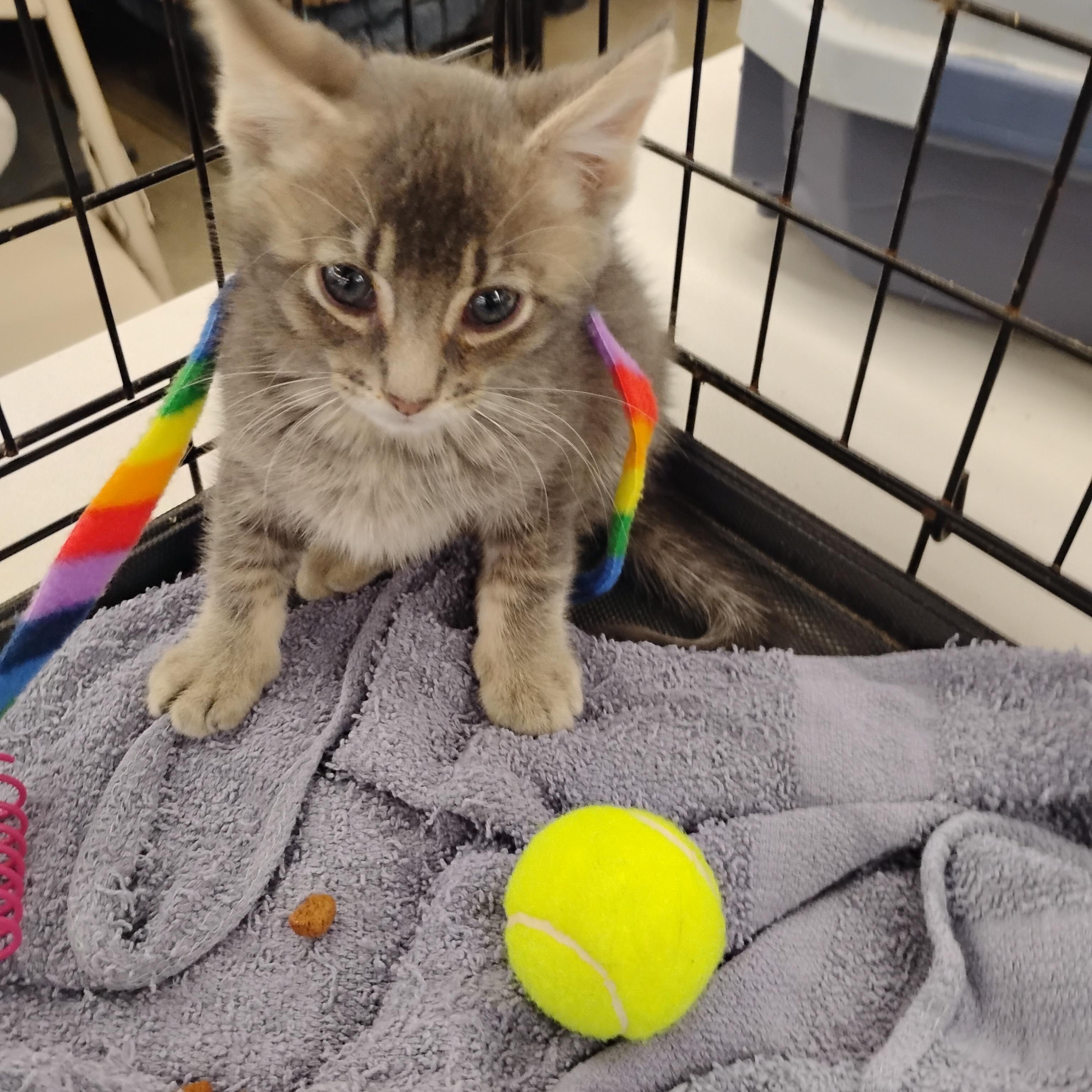 Max, a ADOPTABLE Domestic Short Hair in Woodland, CA image 1/6