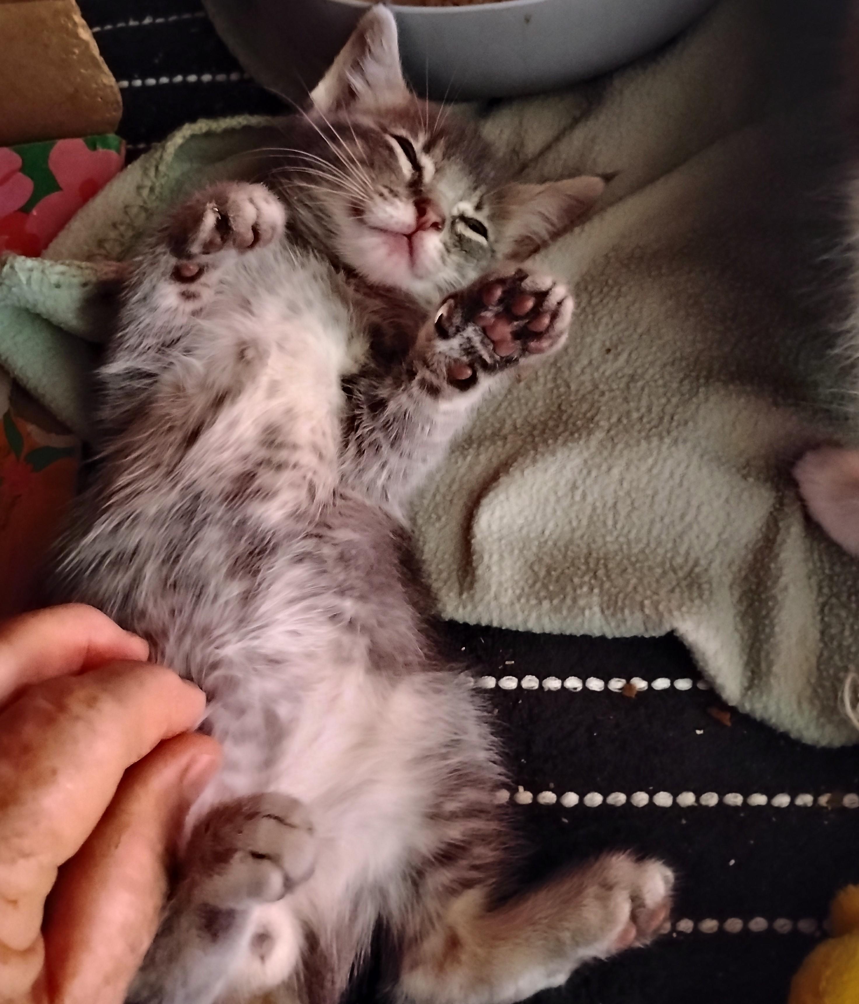 Max, a ADOPTABLE Domestic Short Hair in Woodland, CA image 2/6