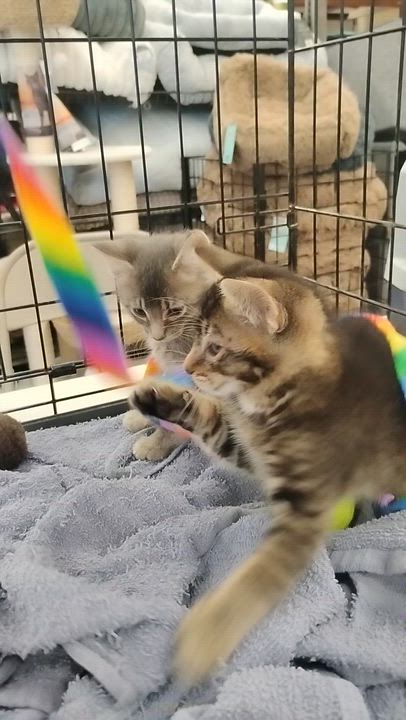 Enlarge Max, a ADOPTABLE Domestic Short Hair in Woodland, CA video 4/6