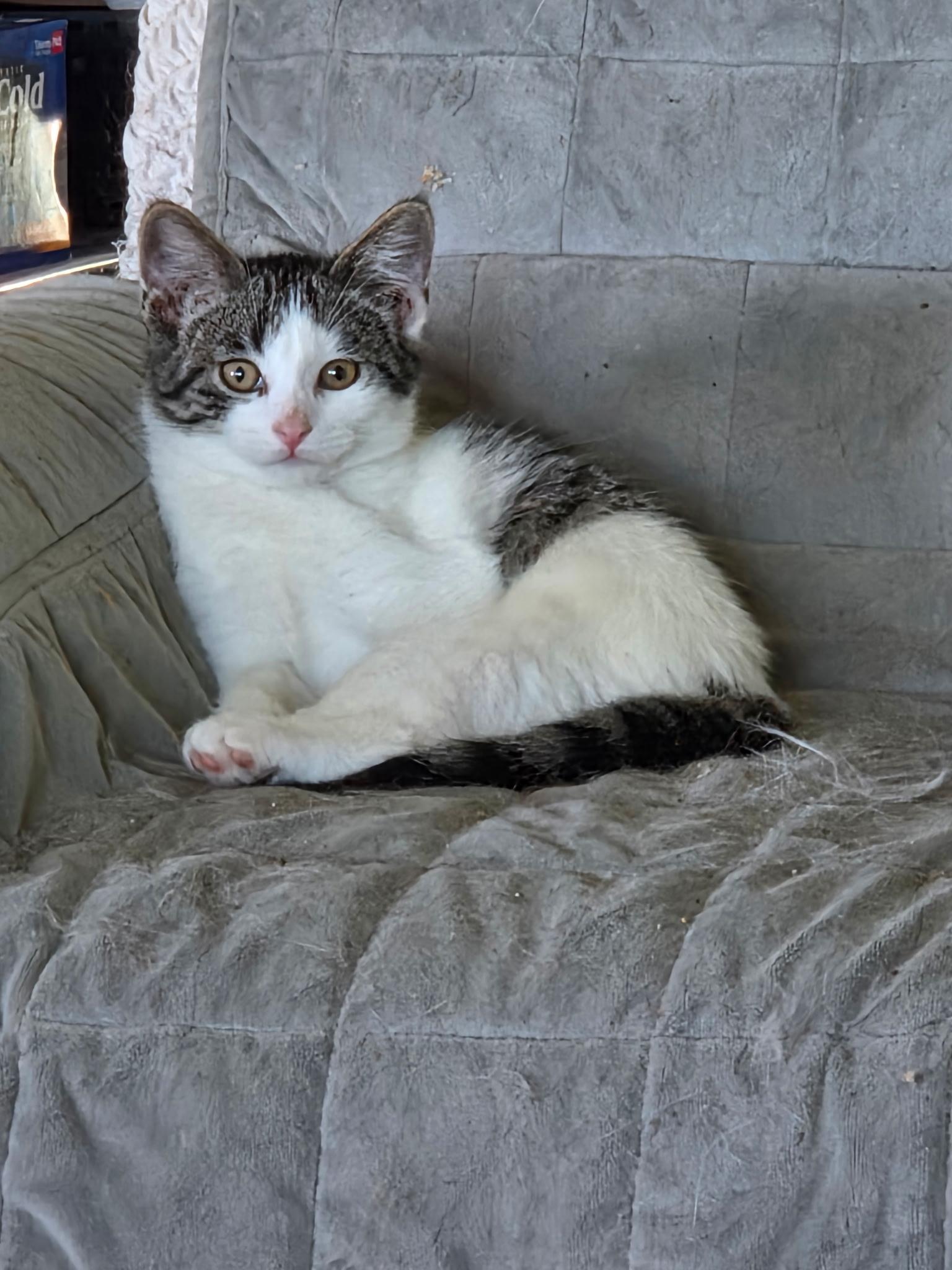 Enlarge Guievere, a Adoptable Domestic Short Hair in Glenwood City, WI image 2/2