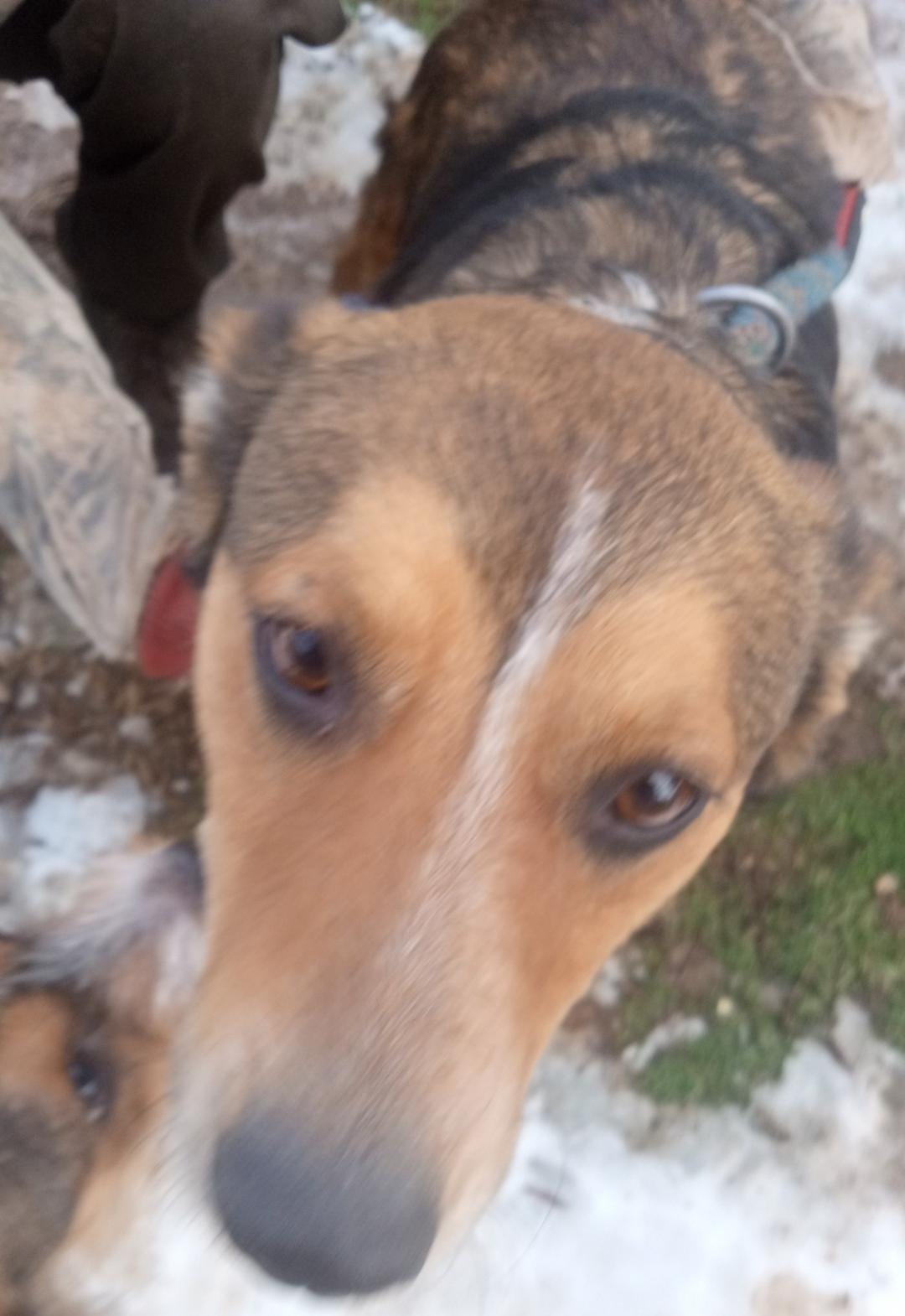 Enlarge Stan, a Adoptable mixed breed in Mena, AR image 2/2