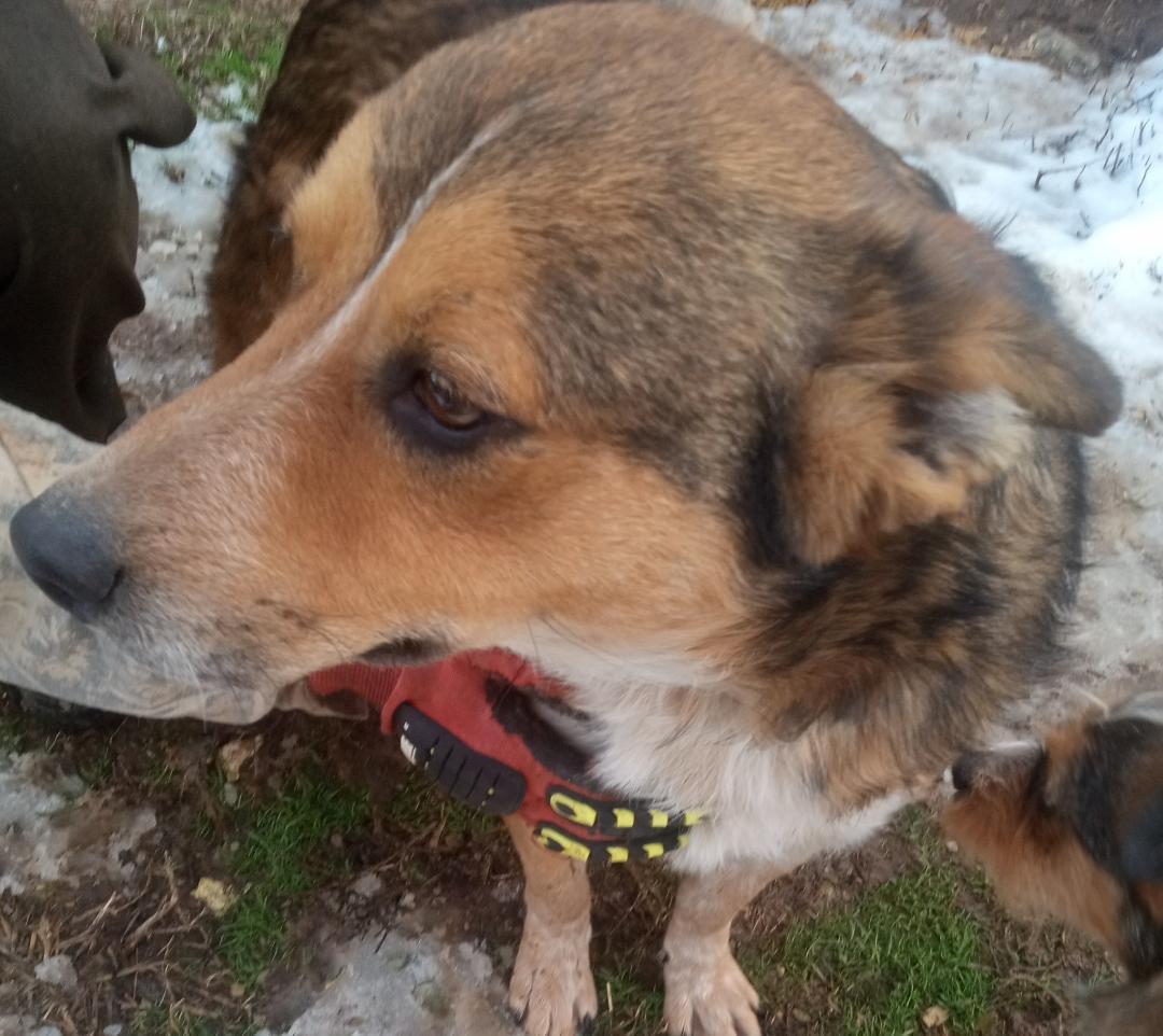 Stan, Adoptable, Adult Male Welsh Springer Spaniel.