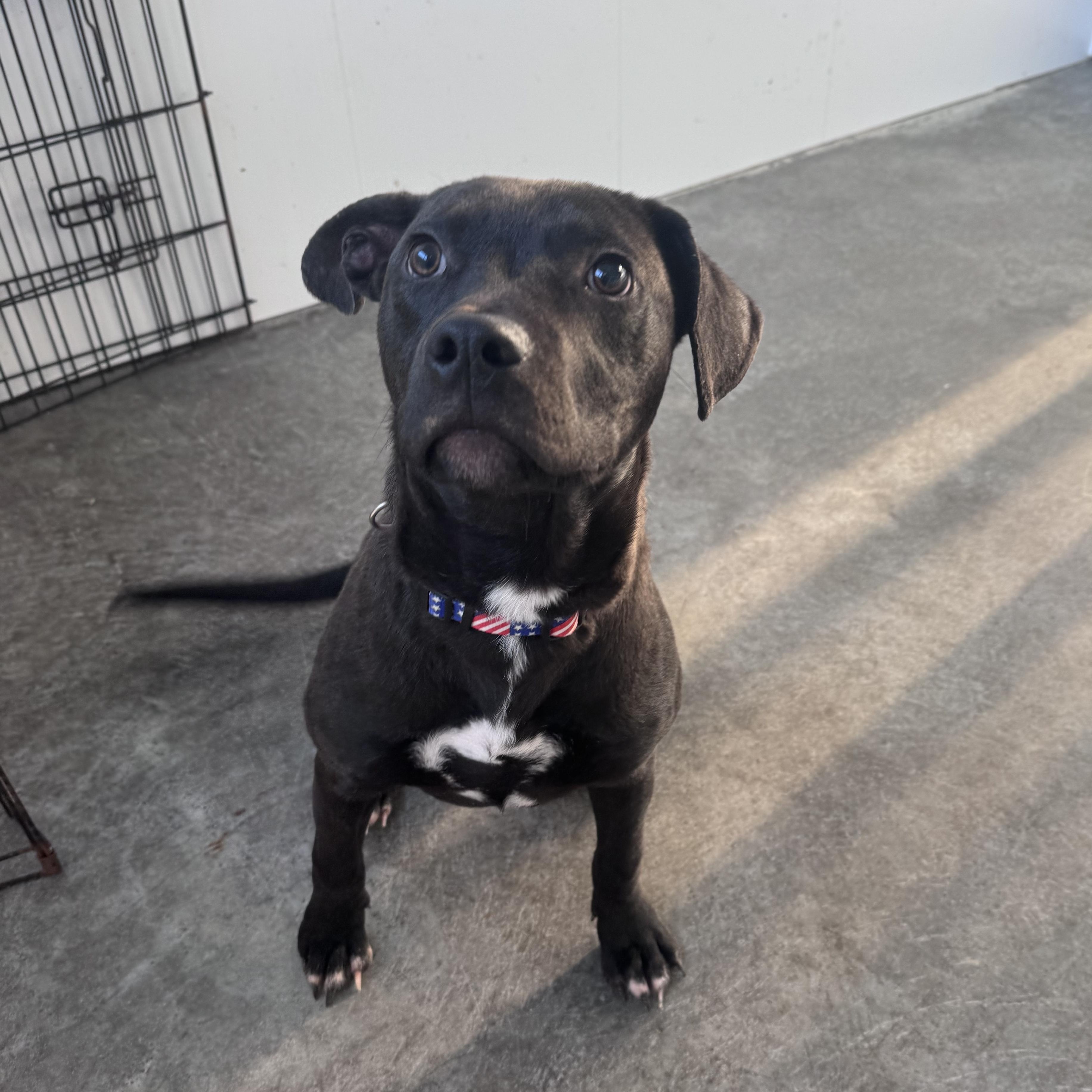 Bo, a Adoptable mixed breed in Paramus, NJ image 4/6