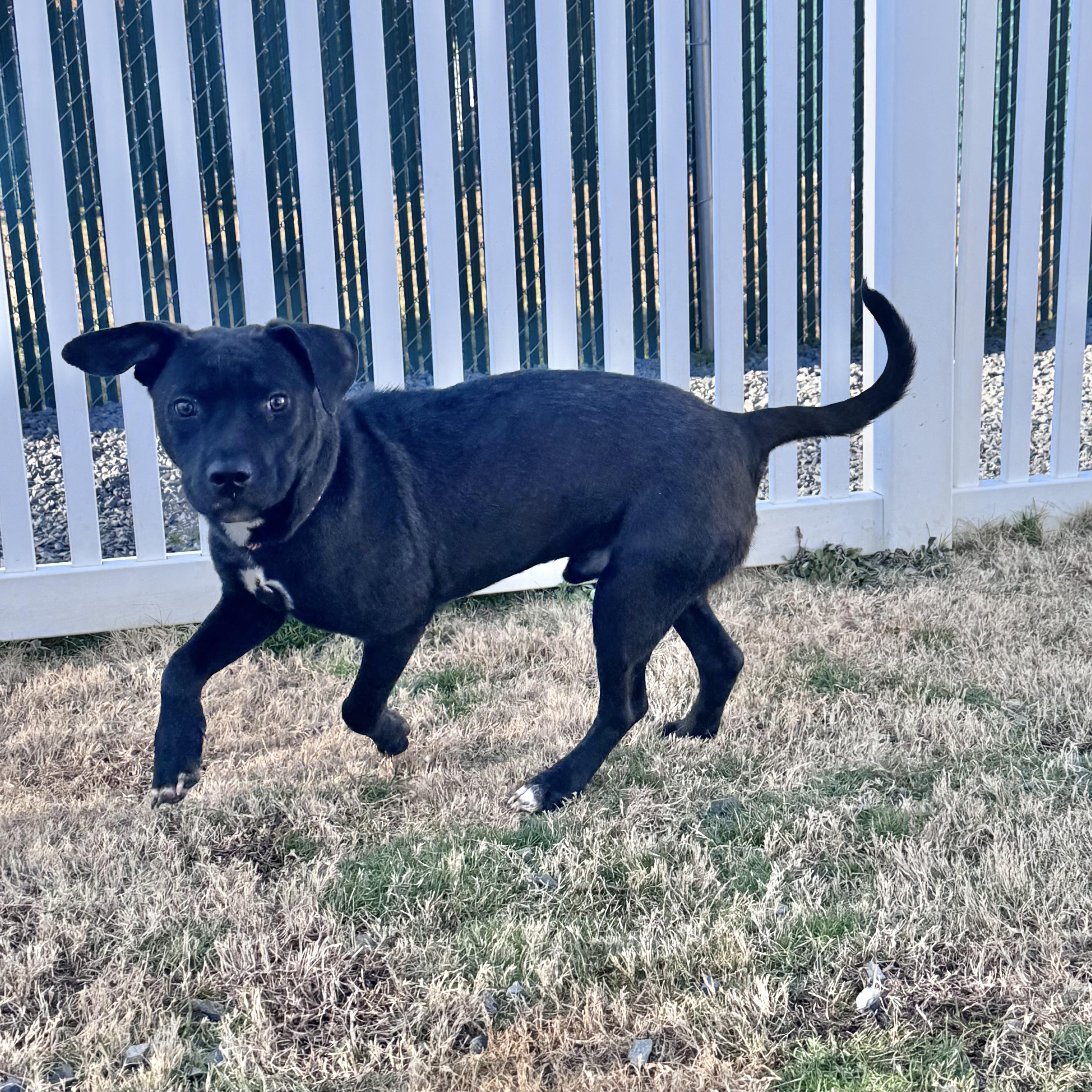 Bo, a Adoptable mixed breed in Paramus, NJ image 5/6