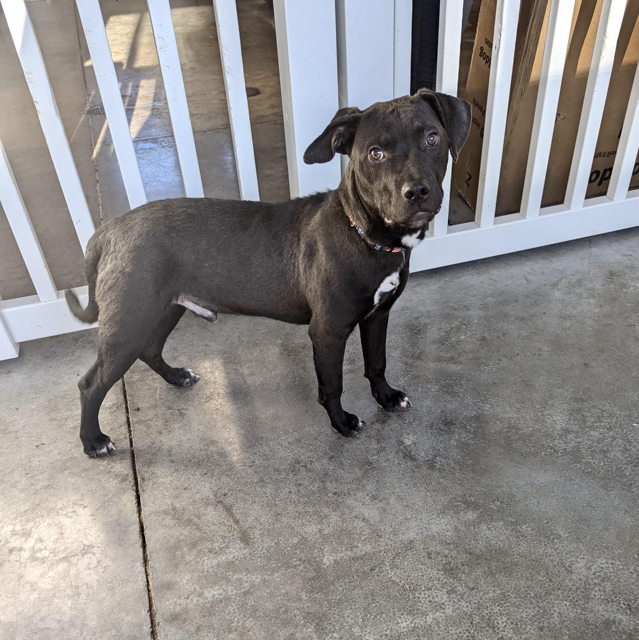 Bo, Adoptable, Adult Male Pit Bull Terrier & Boxer.