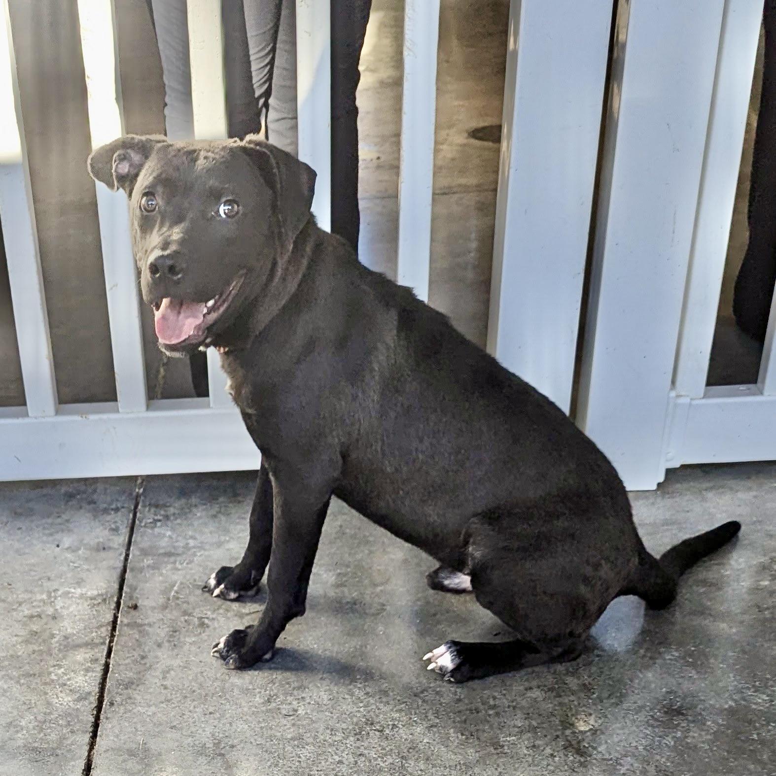 Bo, a Adoptable mixed breed in Paramus, NJ image 6/6