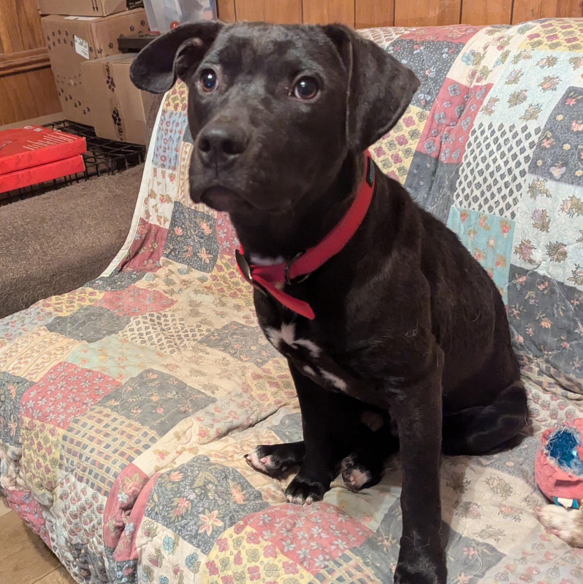 Bo, a Adoptable mixed breed in Paramus, NJ image 1/6