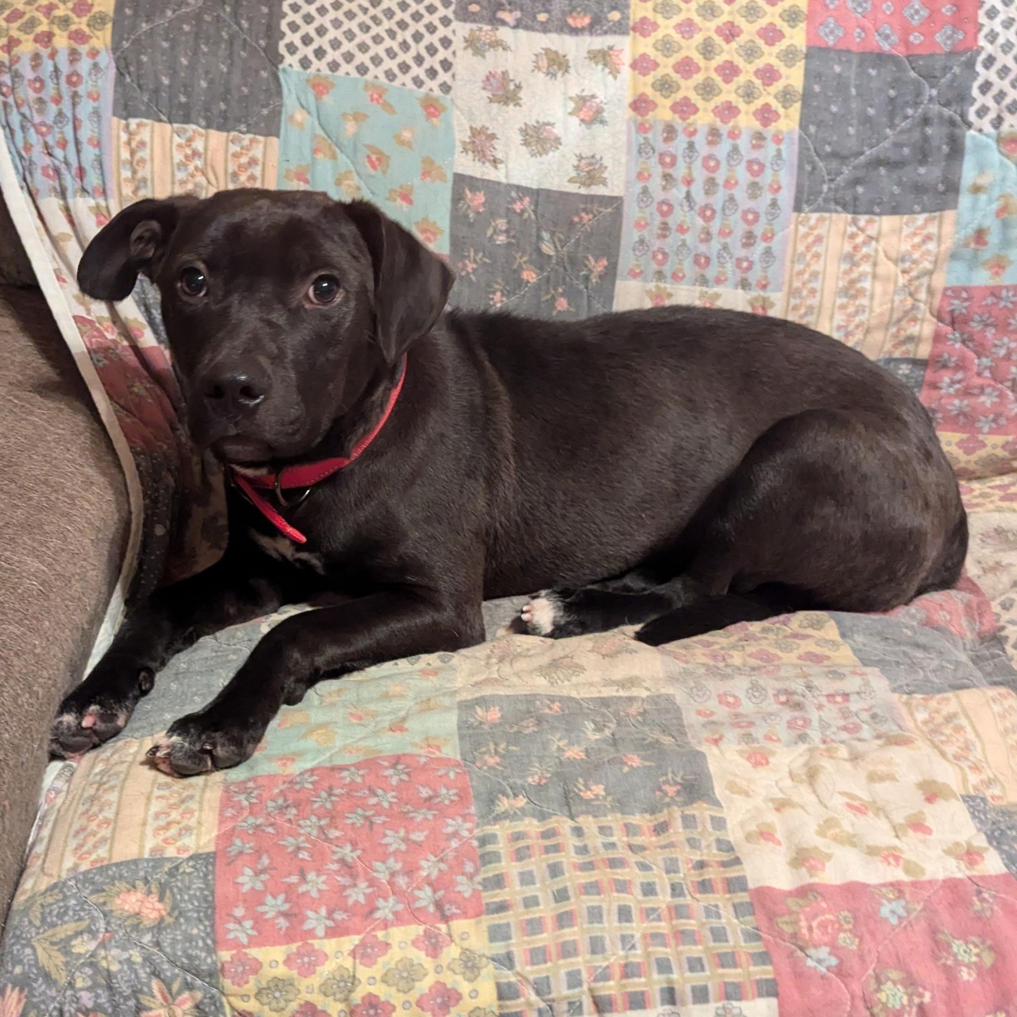 Bo, a Adoptable mixed breed in Paramus, NJ image 4/6