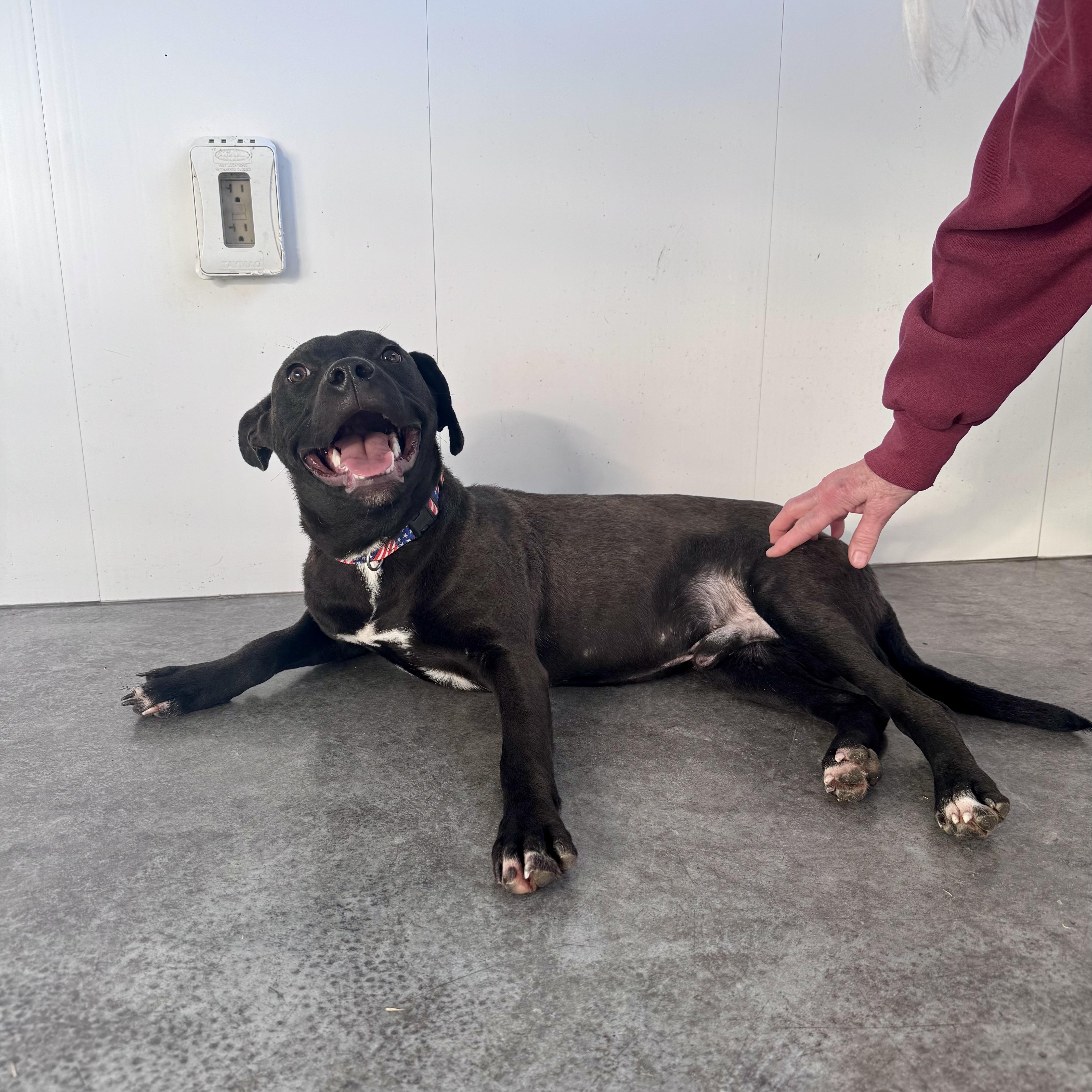 Bo, a Adoptable mixed breed in Paramus, NJ image 3/6