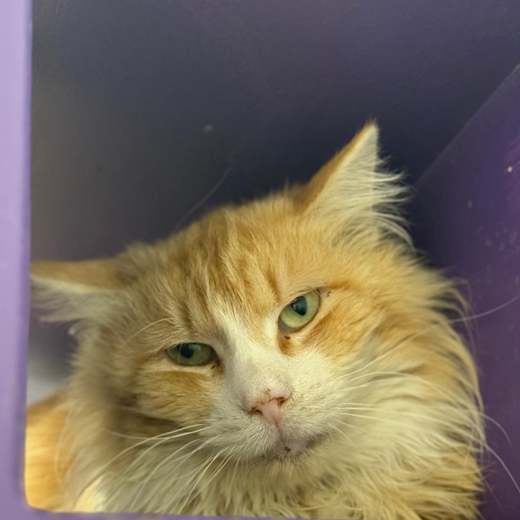 Routy — thumbnail 4