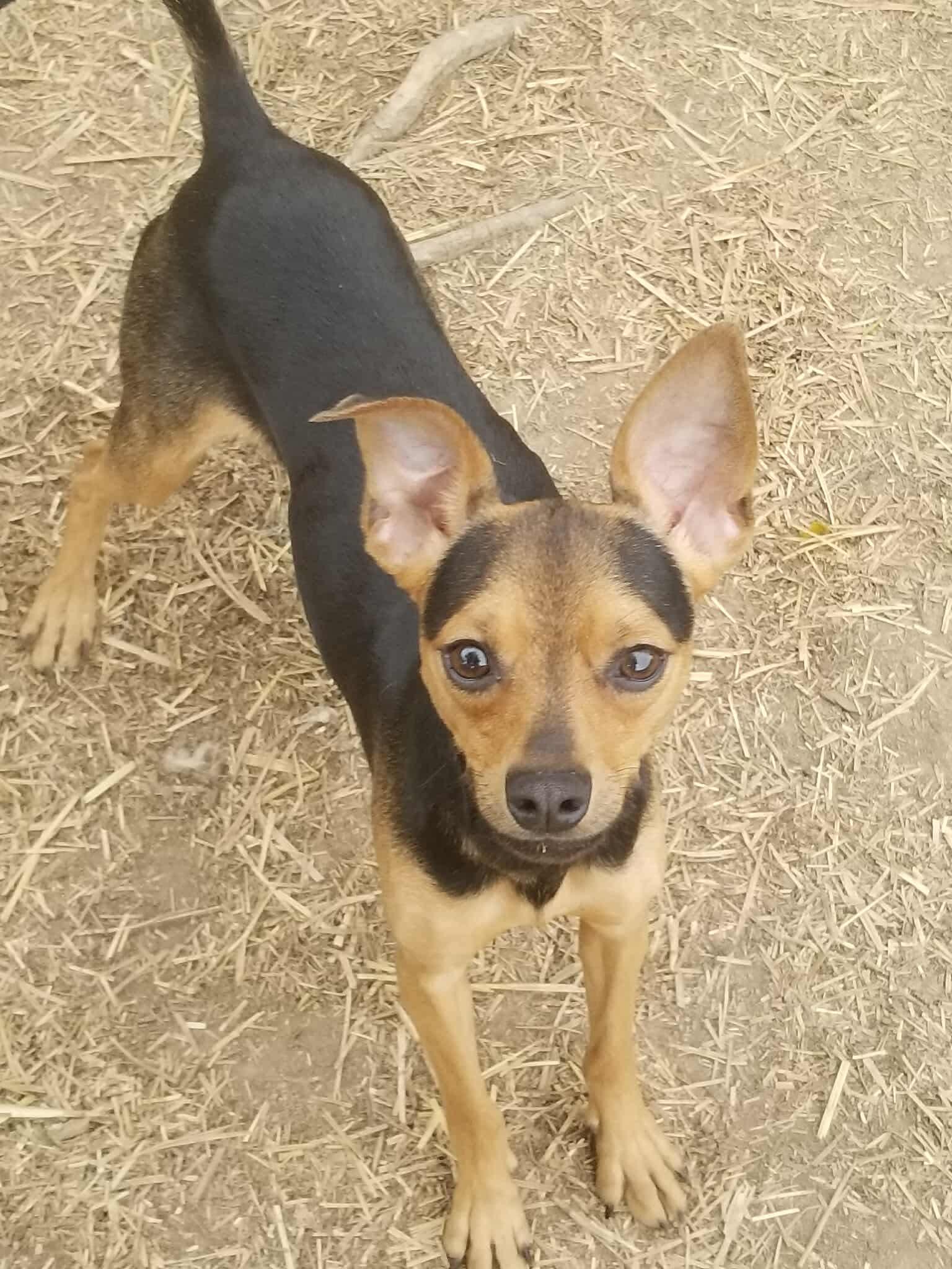 Enlarge Stan, a Adopted mixed breed in Dayton, OH image 1/1