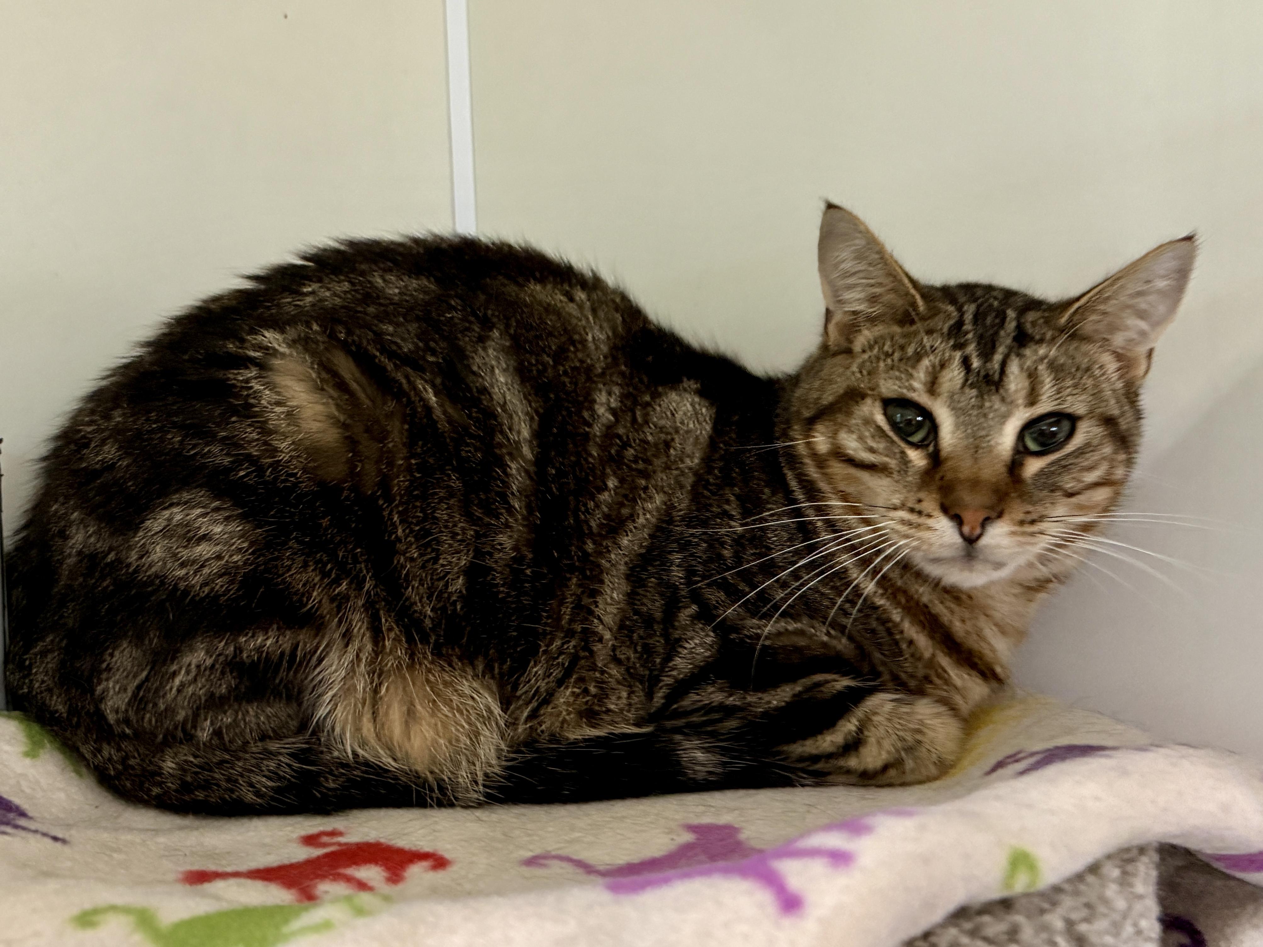 Enlarge Tommy, a Adoptable Domestic Short Hair in Ashland, OH image 1/1