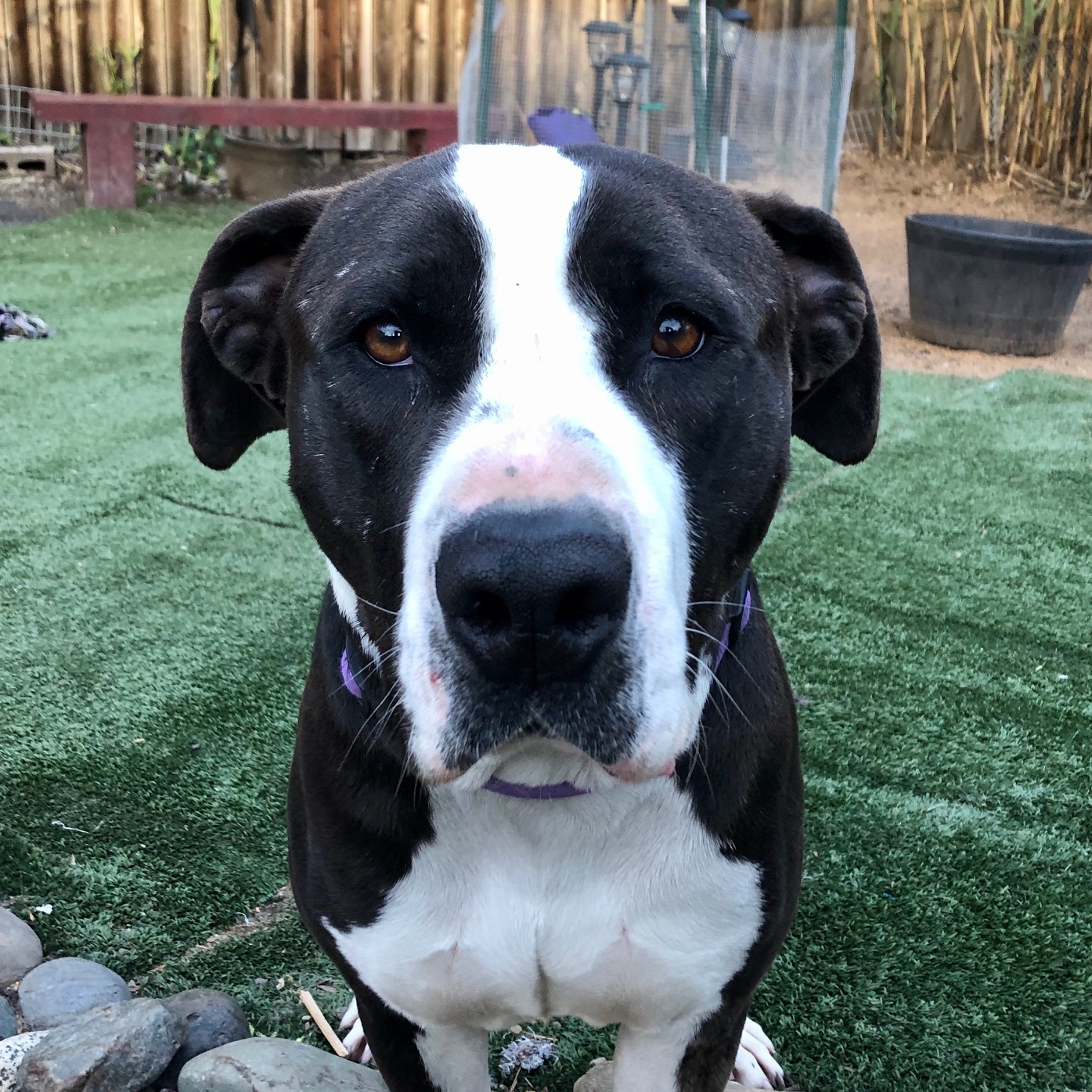 Staffordshire Terrier Half Pitbull Half Great Dane American