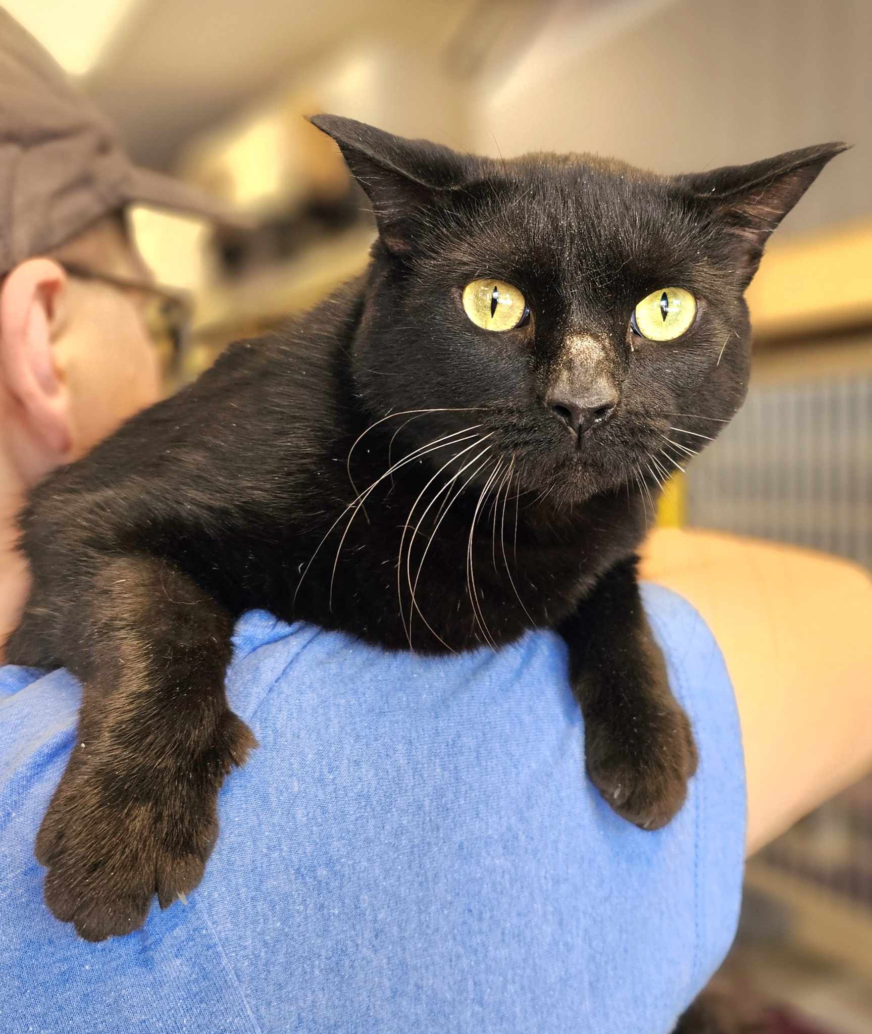 Mowgli, Adopted, Adult Female Domestic Short Hair.