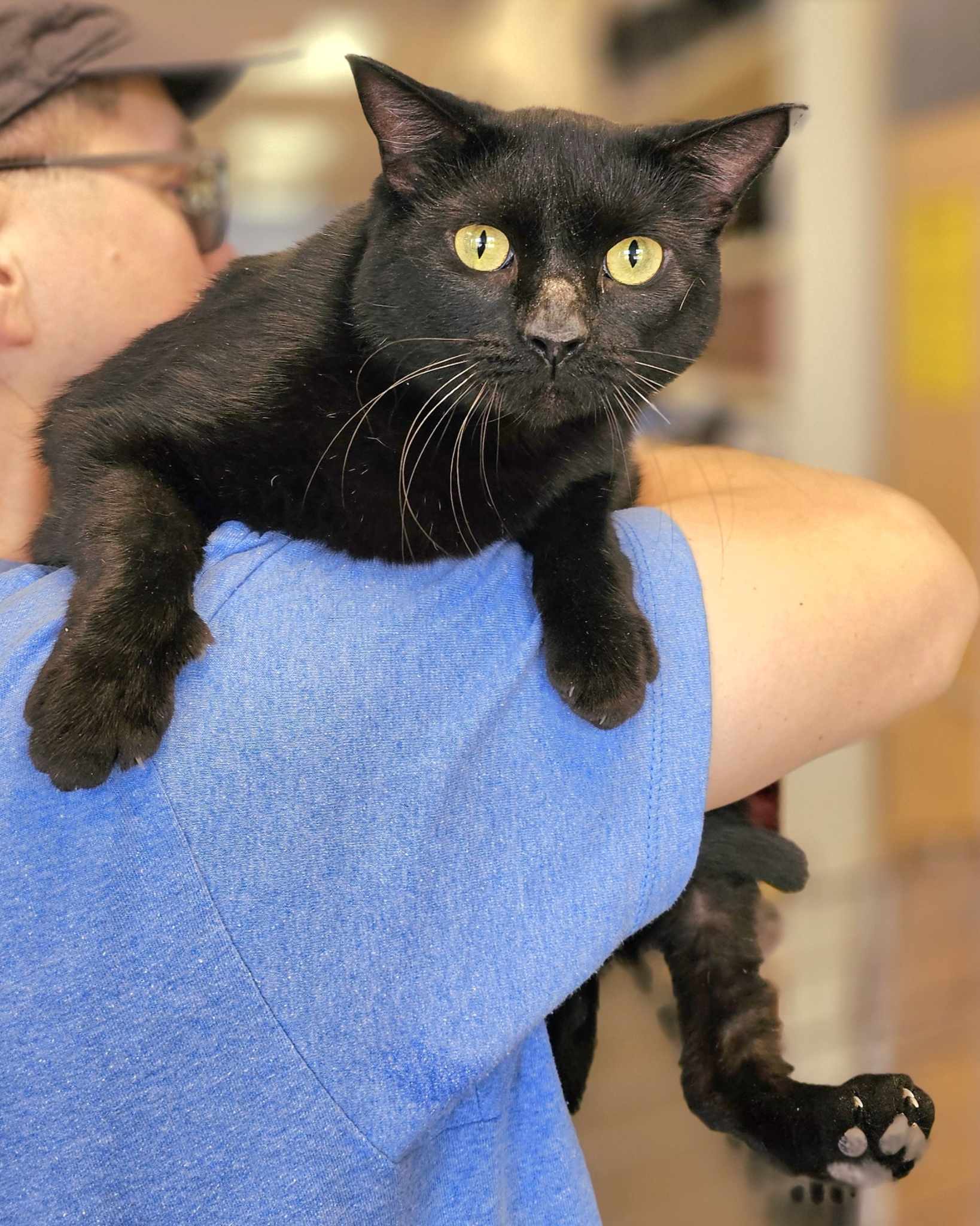 Enlarge Mowgli, a Adopted Domestic Short Hair in Oak Ridge, TN image 2/2