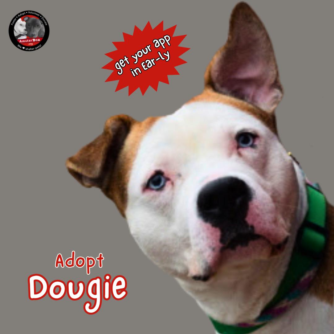 Dougie thumbnail 4