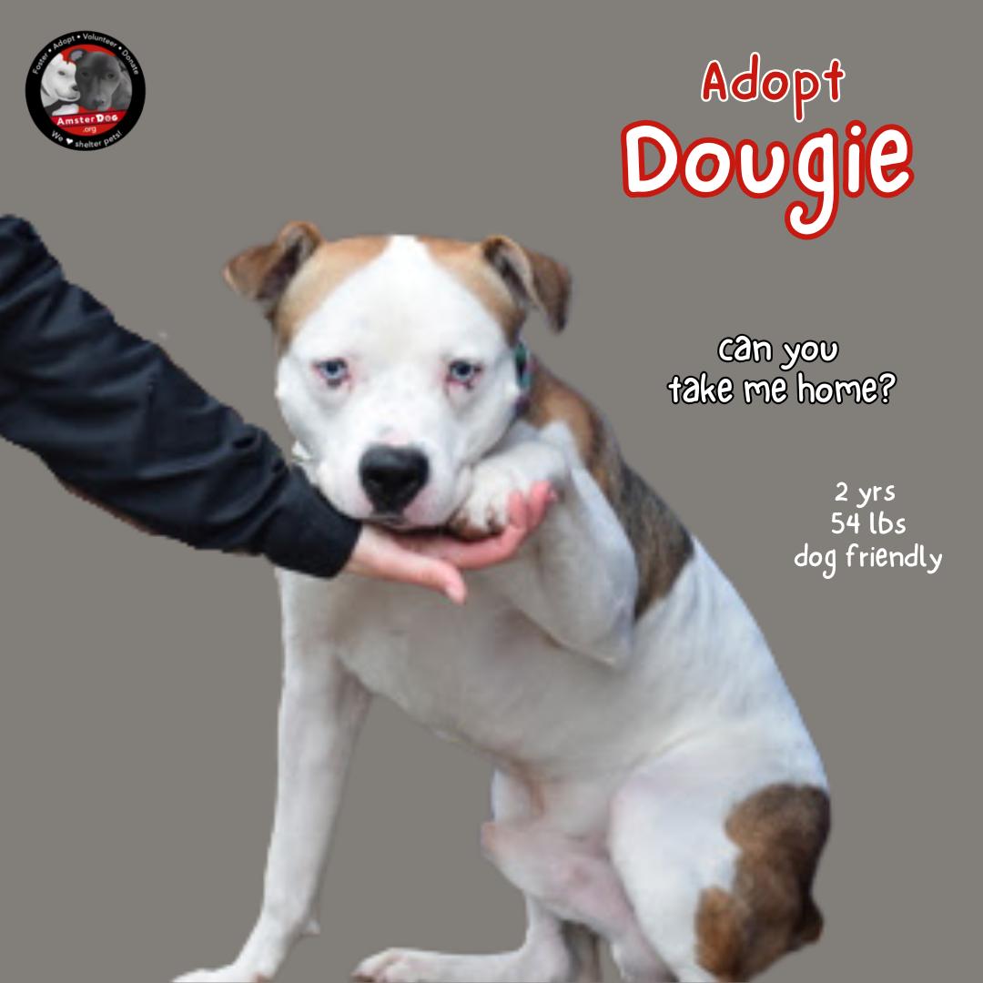 Dougie thumbnail 3