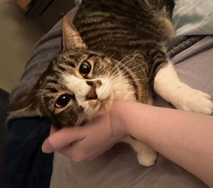 Remus 2yr+, Adoptable, Young Female Domestic Short Hair.