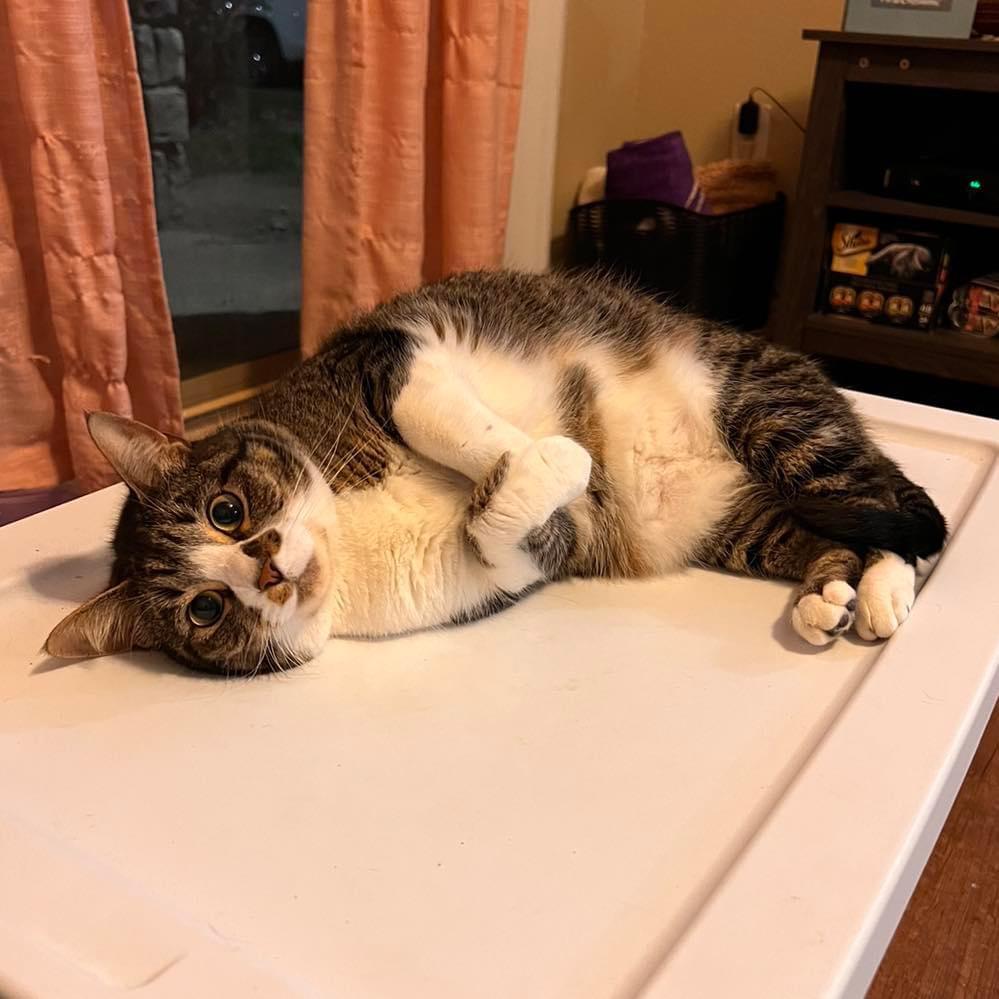 Enlarge Remus 2yr+, a Adoptable Domestic Short Hair in Fort Worth, TX image 1/3