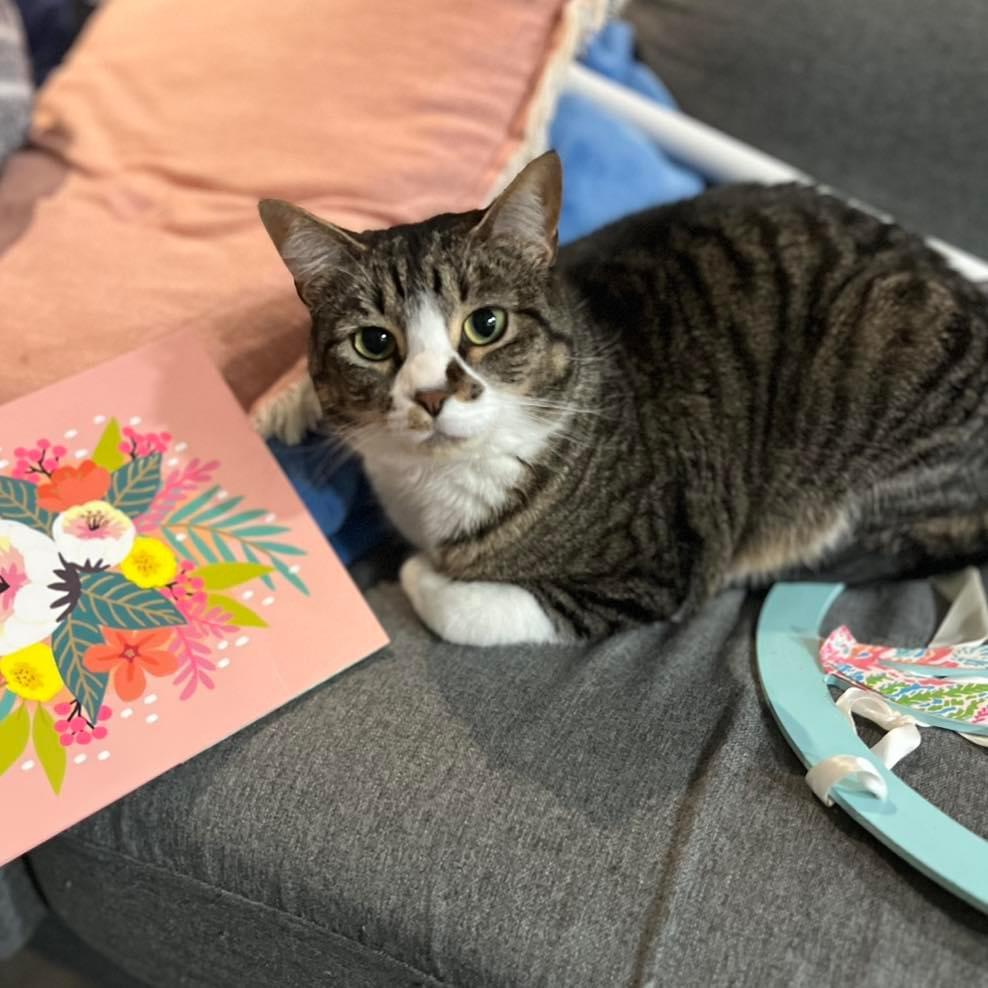 Remus 2yr+, Adoptable, Young Female Domestic Short Hair.