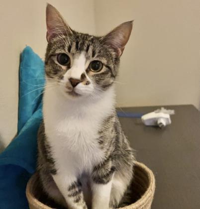 Enlarge Remus 2yr+, a Adoptable Domestic Short Hair in Fort Worth, TX image 3/3