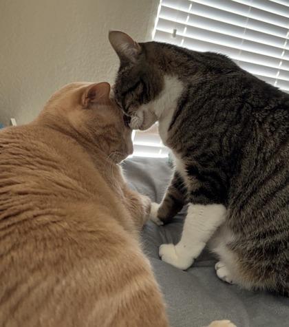 Enlarge Remus 2yr+, a Adoptable Domestic Short Hair in Fort Worth, TX image 3/3