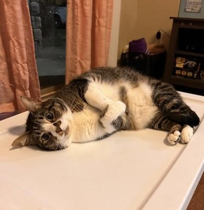 Remus 2yr+, a Adoptable Domestic Short Hair in Fort Worth, TX image 3/3