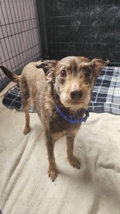 Enlarge Cocoa, an adopted Mixed Breed in Salem, NH image 1/1