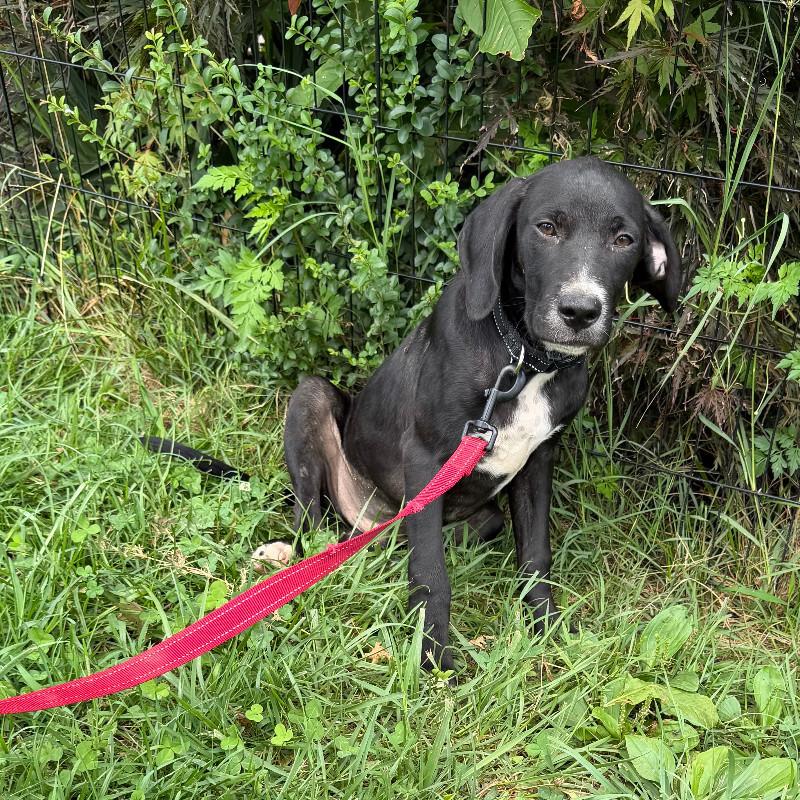 Barkley, Adoptable, Young Male English Coonhound.