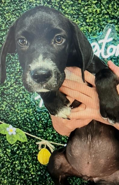 Enlarge Barkley, a Adoptable English Coonhound in Partlow, VA image 2/3