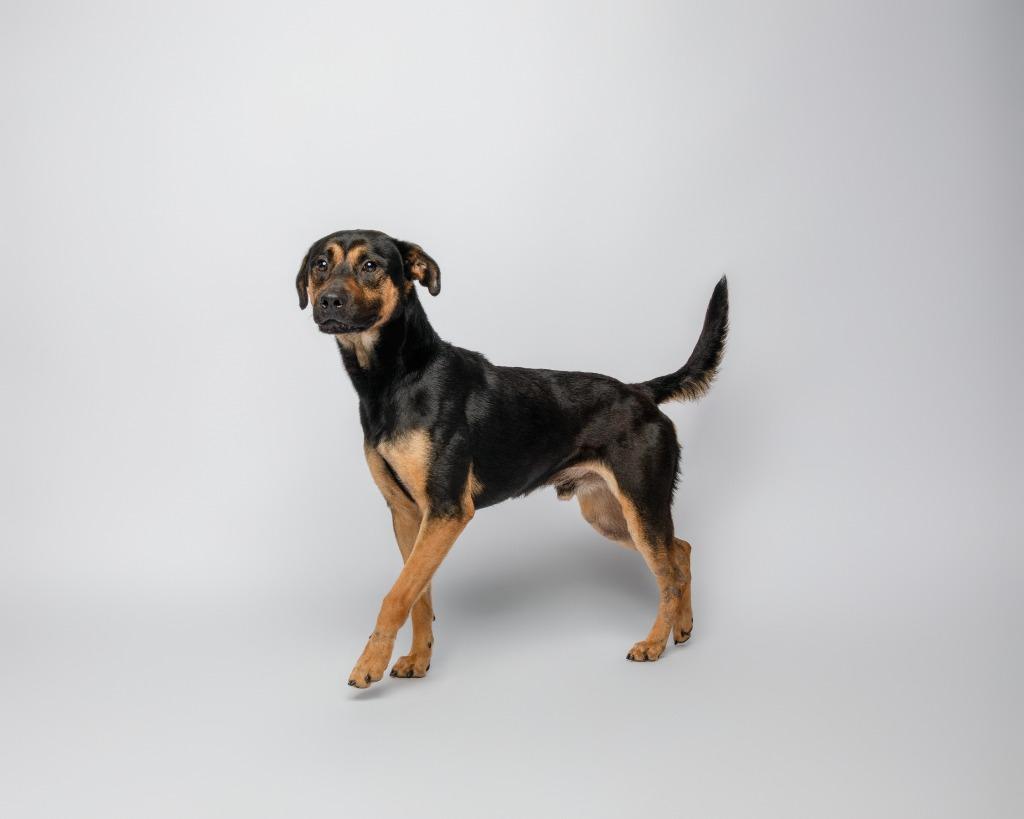 Glorfindel, Adoptable, Young Male Rottweiler & Mixed Breed.