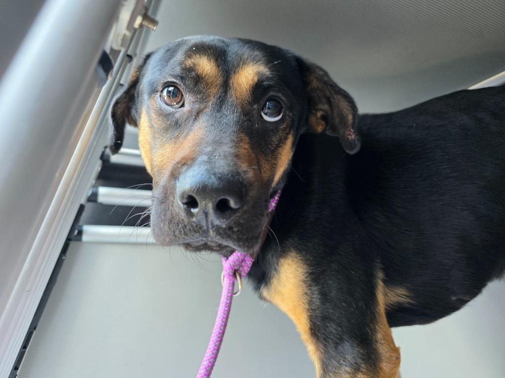 Glorfindel, Adoptable, Young Male Rottweiler & Mixed Breed.