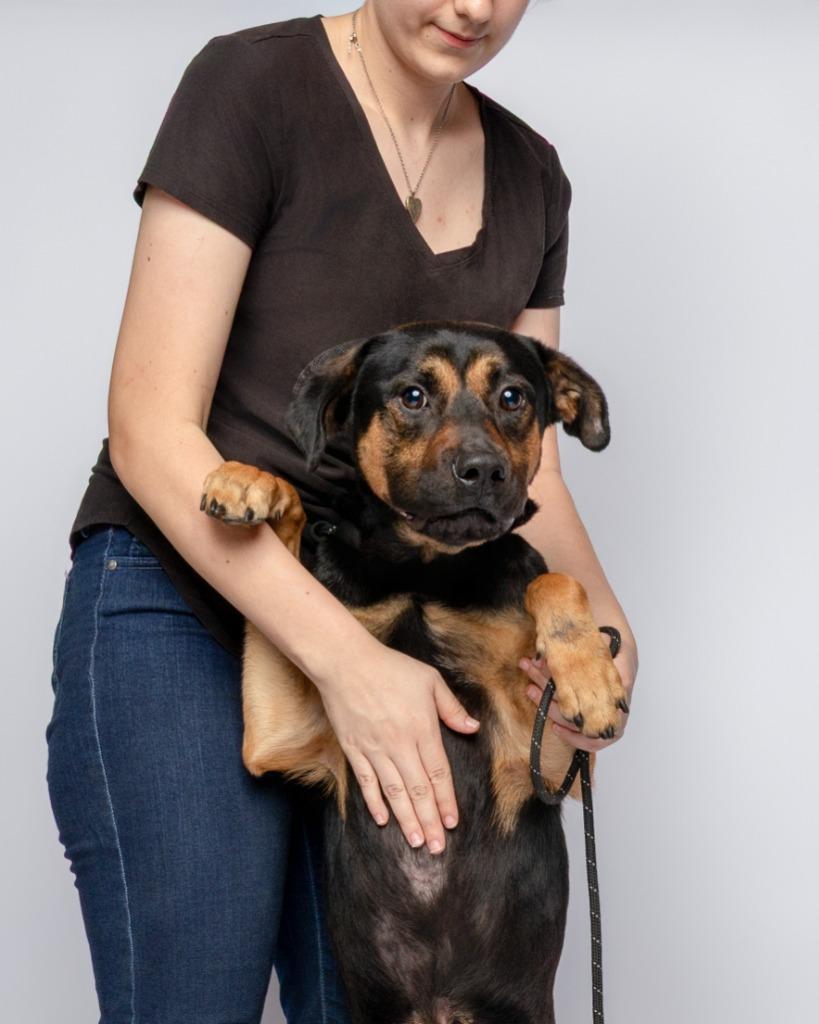 Glorfindel, a Adoptable mixed breed in Rockport, TX image 4/5