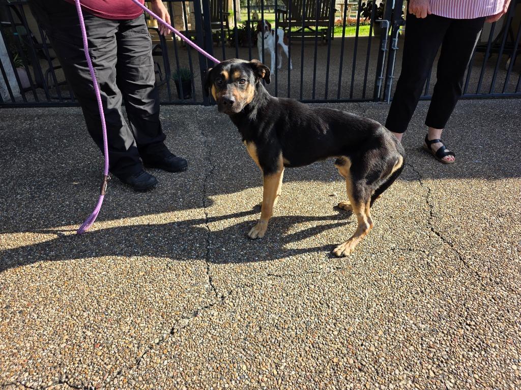 Enlarge Glorfindel, a Adoptable mixed breed in Rockport, TX image 2/2