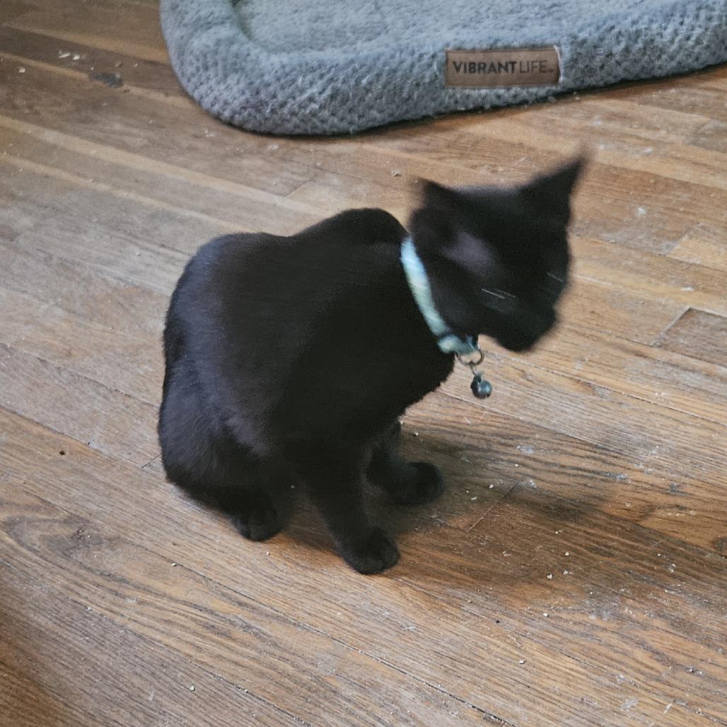 Enlarge Goblin, a Adoptable Domestic Short Hair in Medina, OH image 1/5