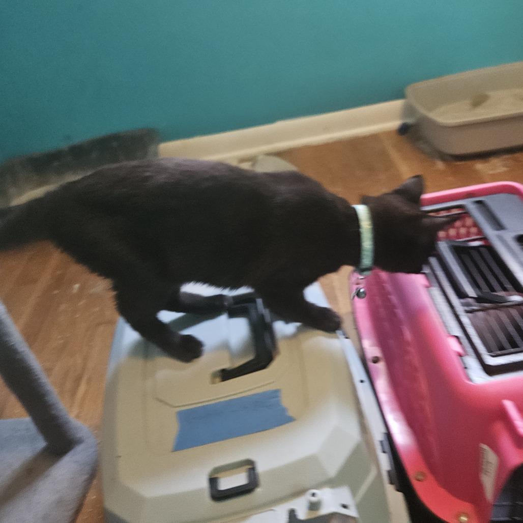 Enlarge Goblin, a Adoptable Domestic Short Hair in Medina, OH image 2/5