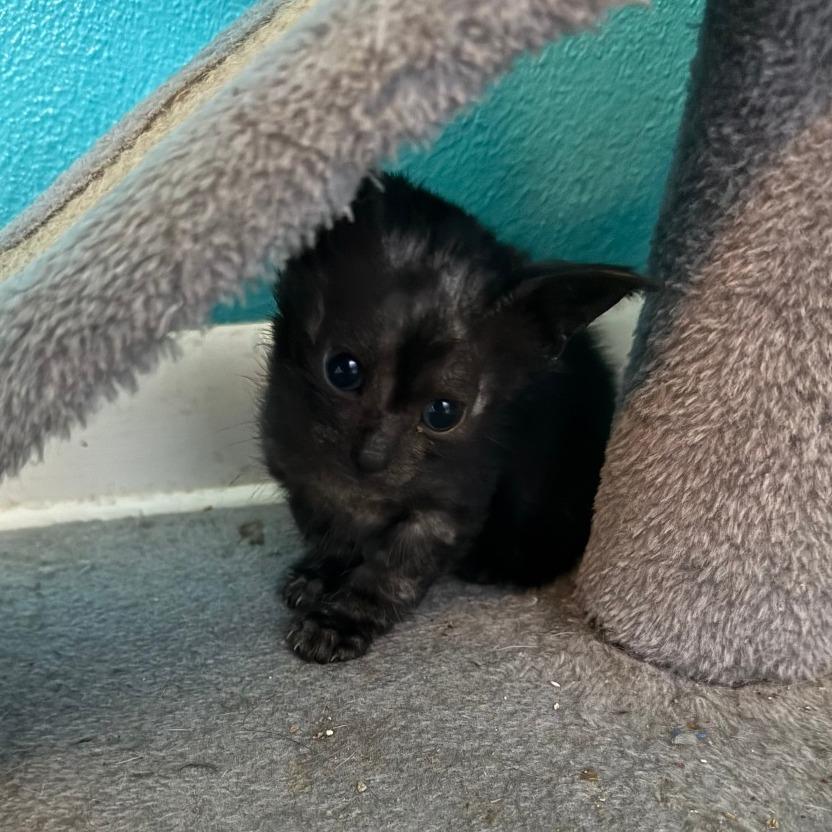 Enlarge Goblin, a Adoptable Domestic Short Hair in Medina, OH image 3/5