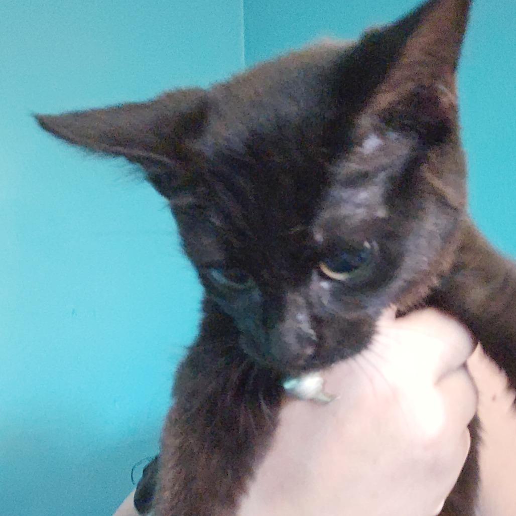 Enlarge Goblin, a Adoptable Domestic Short Hair in Medina, OH image 4/5