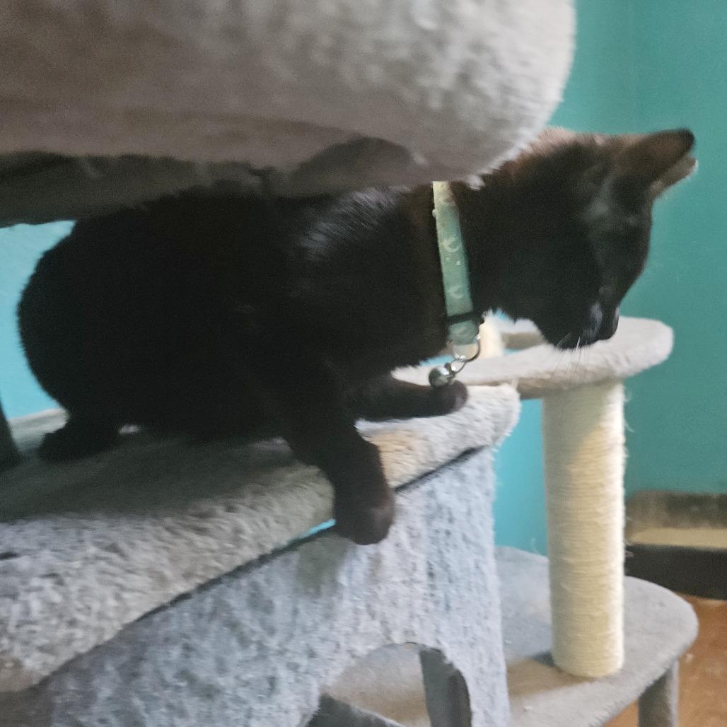 Enlarge Goblin, a Adoptable Domestic Short Hair in Medina, OH image 5/5