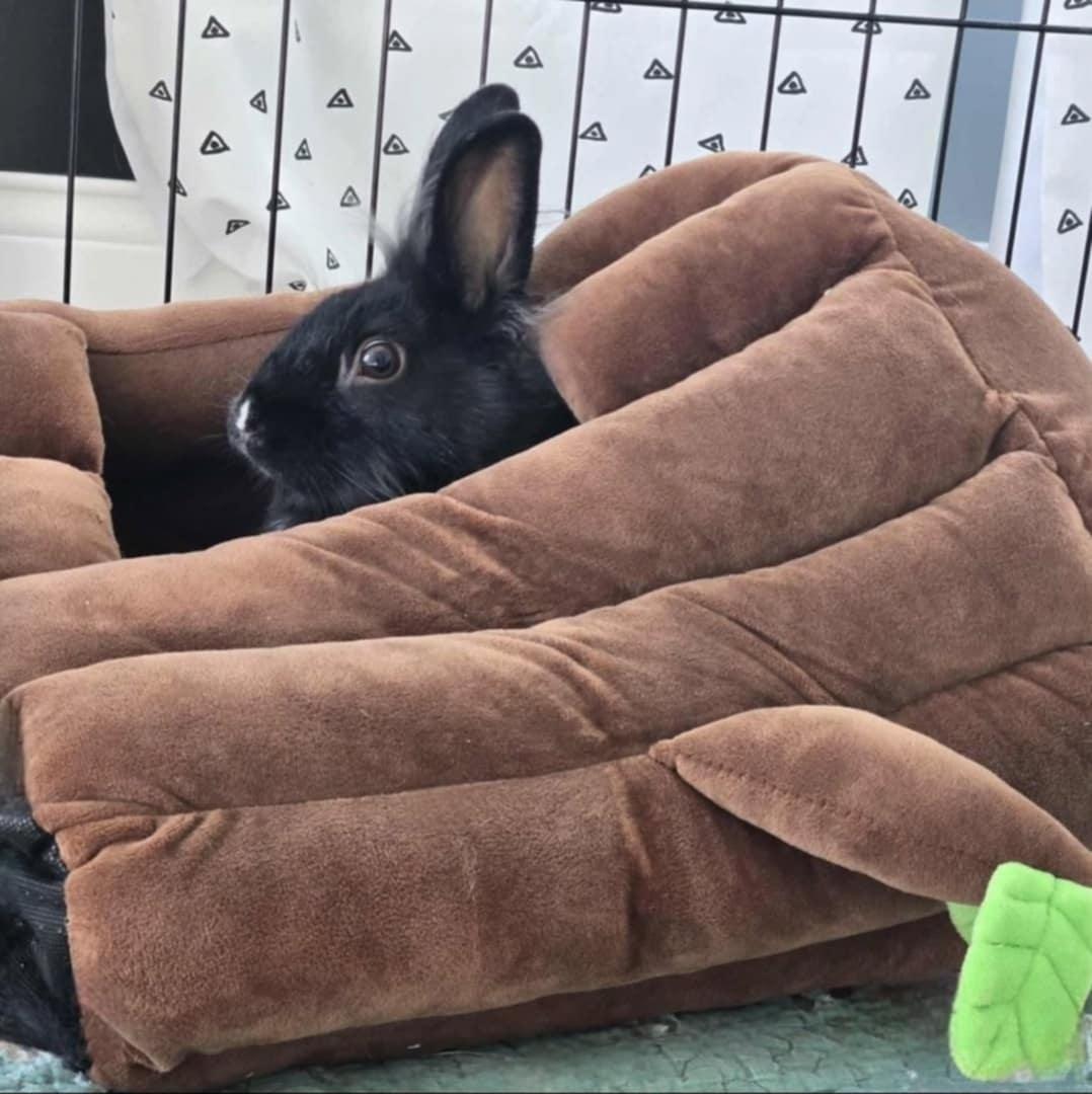 Torchy, Adoptable, Young Male Lionhead.