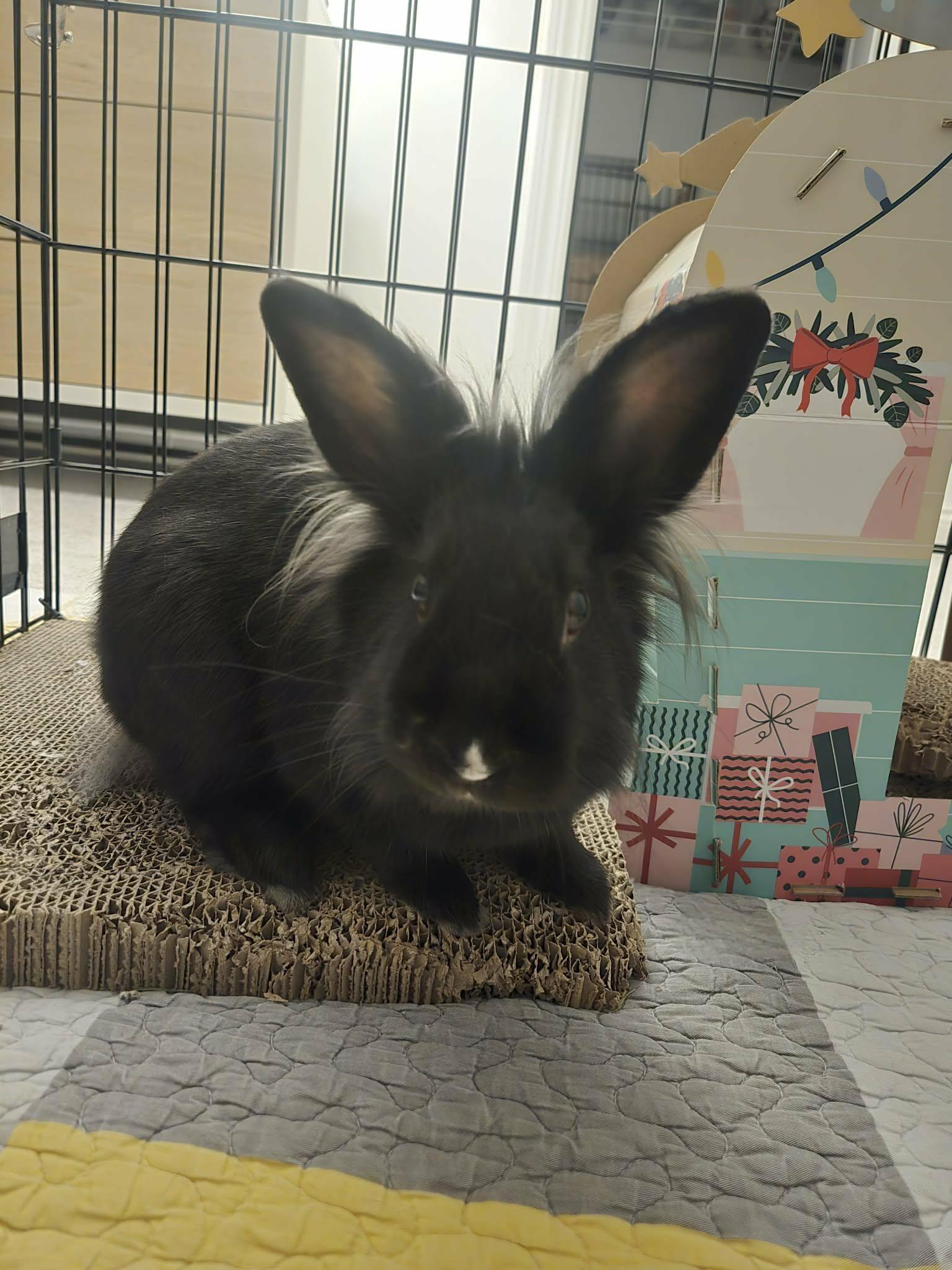 Torchy, Adoptable, Adult Male Lionhead.