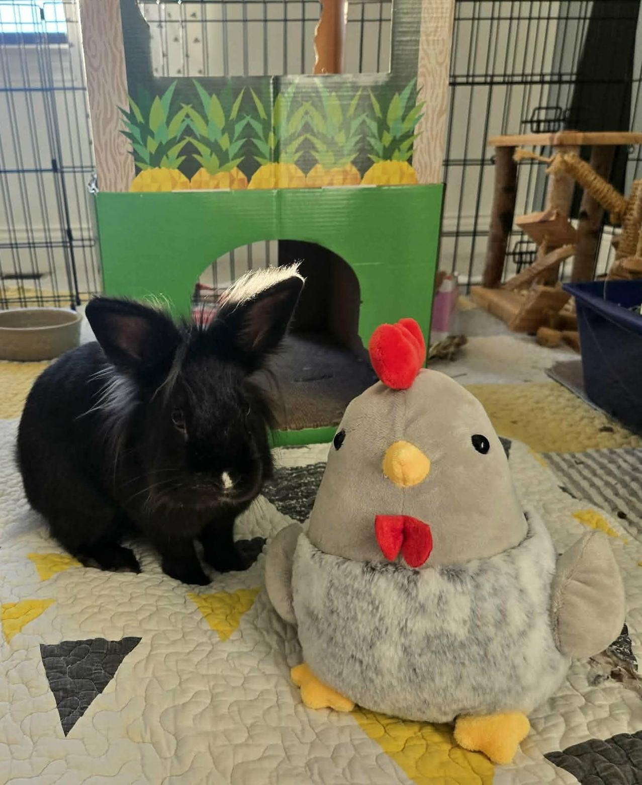Enlarge Torchy, a Adoptable Lionhead in Westerville, OH image 1/5